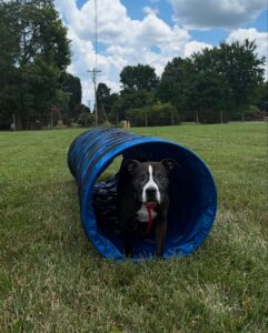 Dog at paws on the pasture
