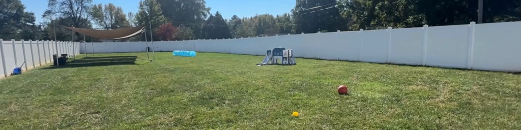 dog field at paws on the pasture